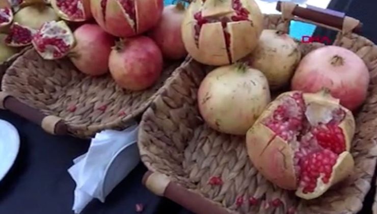 Çekirdeksiz Nar ve Tropikal Meyve Şenliği müsabakalarla devam etti