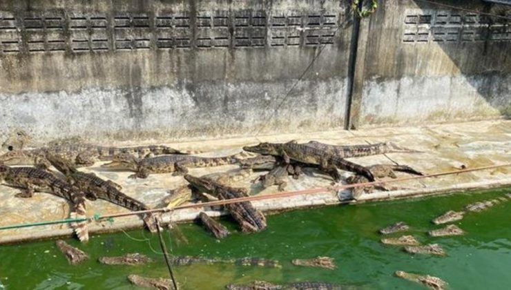 Tayland’da akılalmaz olay! Ölüme terk edilen timsahlar birbirini yedi